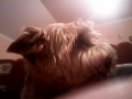 Muxie